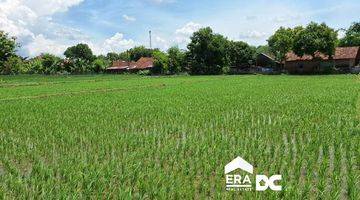 Gambar 2 Sebidang Sawah Aktif Dan Subur Dekat Jalan Utama Gebog Kudus