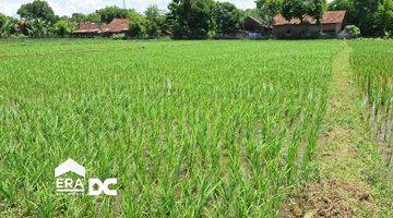 Gambar 3 Sebidang Sawah Aktif Dan Subur Dekat Jalan Utama Gebog Kudus