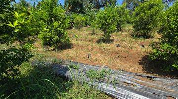 Gambar 4 Kebun Jeruk Limo Produktif Panen Di Cianjur