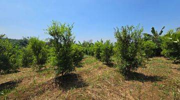 Gambar 2 Kebun Jeruk Limo Produktif Panen Di Cianjur