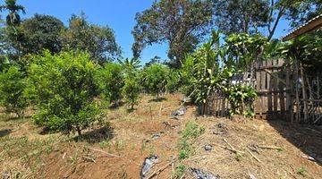 Gambar 1 Kebun Jeruk Limo Produktif Panen Di Cianjur