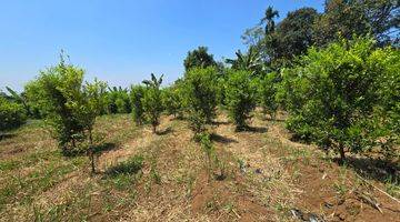 Gambar 3 Kebun Jeruk Limo Produktif Panen Di Cianjur