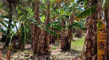 Gambar 1 Tanah Di Paluh Merbau Percut Sei Tuan 16000 m² SHM