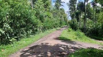 Gambar 1 Dijual Kebun Cengkeh Aktif Pinggir Jalan Daerah Ngajum