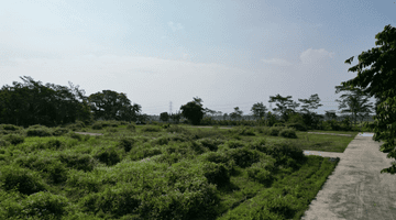 Gambar 3 Tanah Murah Ngombol Purworejo, Dekat Wisata Hutan Mangrove