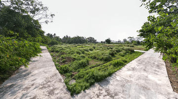 Gambar 5 Tanah Murah Ngombol Purworejo, Dekat Wisata Hutan Mangrove