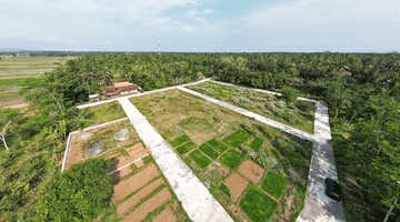 Gambar 1 Tanah Murah Ngombol Purworejo, Dekat Wisata Hutan Mangrove