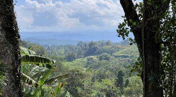 Gambar 4 Tanah kebun kopi harga murah view gunung di tabanan bali. 