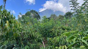 Gambar 1 Tanah kebun kopi harga murah view gunung di tabanan bali. 