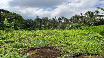 Gambar 2 Tanah Kebun Durian Contour Datar View Gunung Di Tabanan Bali