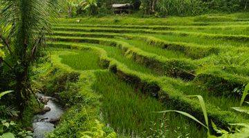 Gambar 1 Tanah kebun + sawah los sungai murah di bali