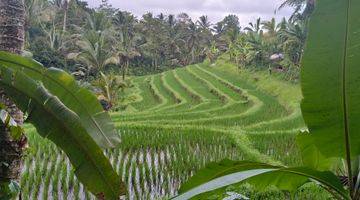 Gambar 2 Tanah kebun + sawah los sungai murah di bali