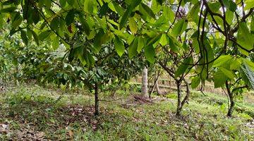 Gambar 4 Tanah kebun Los sungai view sawah di tabanan bali