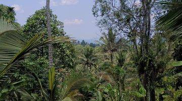 Gambar 3 Dijual Tanah kebun manggis dan durian siap panen