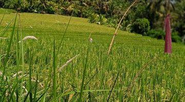 Gambar 5 Tanah kebun view sawah Los sungai di bali.