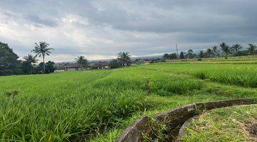 Gambar 4 Tanah Kebun Durian Dan Alputakat View Sawah Gunung Di Tabanan Bali.