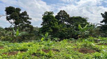 Gambar 4 Tanah Kebun Durian Contour Datar View Gunung Di Tabanan Bali