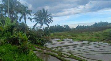 Gambar 5 Jual Tanah Kebun Luasan Kecil View Sawah Terasering Di Tabanan Bali.