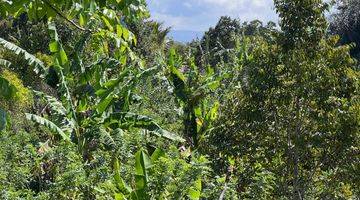 Gambar 5 Tanah kebun kopi harga murah view gunung di tabanan bali. 