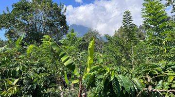 Gambar 3 Tanah kebun kopi harga murah view gunung di tabanan bali. 