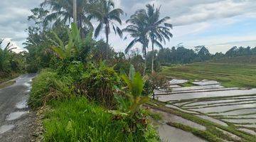 Gambar 2 Jual Tanah Kebun Luasan Kecil View Sawah Terasering Di Tabanan Bali.