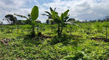 Gambar 3 Tanah Kebun Durian Contour Datar View Gunung Di Tabanan Bali