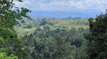 Gambar 2 Tanah kebun kopi harga murah view gunung di tabanan bali. 