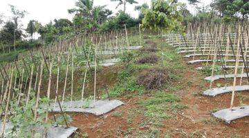 Gambar 3 TANAH SUKABUMI KAVLING KEBUN KOMERSIL USAHA di Kota Sukabumi Tanah