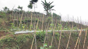 Gambar 4 TANAH SUKABUMI KAVLING KEBUN KOMERSIL USAHA di Kota Sukabumi Tanah