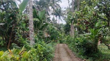 Gambar 1 Tanah kebun d Penebel tabanan ada kebun coklatnya, cocok untuk. Investasi