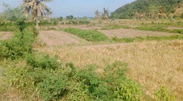 Gambar 3 Tanah Datar Dengan Akses Jalan Kaki Ke Pantai  Lancing  Lancing Lombok Tengah, Sudah Banyak Villa Dan Resort Di Sekitarnya