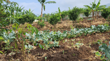 Gambar 3 Kavling Cocok Untuk Villa Rumah Atau Kebun di Cikahuripan