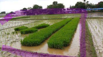 Gambar 1 Dijual sawah di kepuh  karangpawitan Karawang Barat 