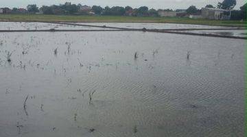 Gambar 4 Dijual sawah di kepuh  karangpawitan Karawang Barat 