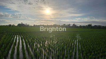 Gambar 1 TANAH LANGKA NEMPEL SAWAH