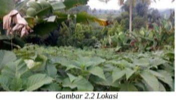 Gambar 3 Tanah Kebun Tegalan Berwarna Merah Dan Cocok Untuk Perkebunan