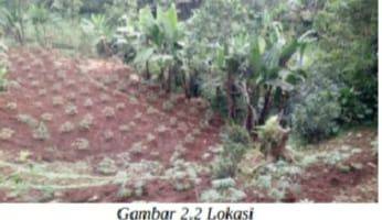 Gambar 3 Tanah Kebun Berupa Tegalan Berwarna Merah Cocok Untuk Perkebunan