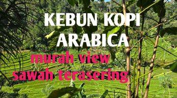 Gambar 1 Dijual Kebun Kopi Murah Dengan View Sawah Di Tabanan Bali