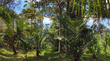 Gambar 2 Tanah kebun murah view sawah di bali