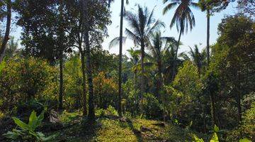 Gambar 1 Tanah kebun murah view jugle di tabanan bali