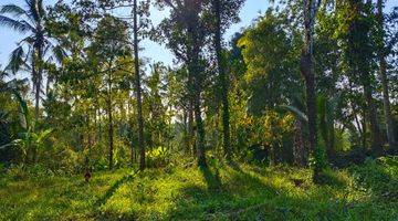 Gambar 4 Tanah kebun murah view jugle di tabanan bali