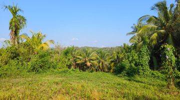 Gambar 4 Tanah murah view jugle dekat villa kus farm bali