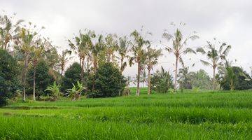 Gambar 1 Tanah kebun dan sawah sona kebun bisa dibangun villa di bali