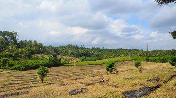 Gambar 4 Tanah murah zona kuning view sawah dan bukit di bali