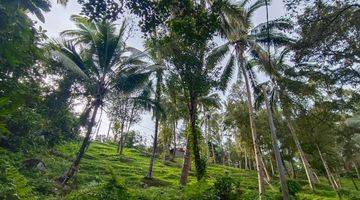 Gambar 5 DIJUAL TANAH MURAH VIEW SAWAH DILINGKUNGAN VILLA DI TABANAN BALI