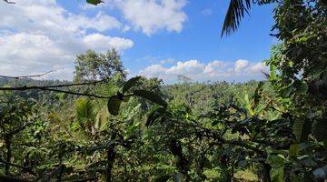 Gambar 4 Dijual Kebun Kopi Murah Dengan View Sawah Di Tabanan Bali