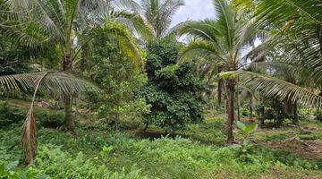 Gambar 2 Dijual Tanah Kebun Murah Los Sungai Di Tabanan Bali