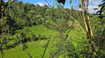 Gambar 2 Dijual Kebun Kopi Murah Dengan View Sawah Di Tabanan Bali