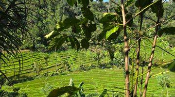 Gambar 3 Dijual Kebun Kopi Murah Dengan View Sawah Di Tabanan Bali