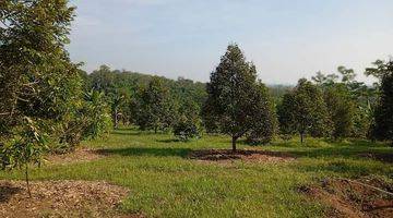 Gambar 3 Tanah  Lahan Kebon Durian Rangkasbitung Lebak